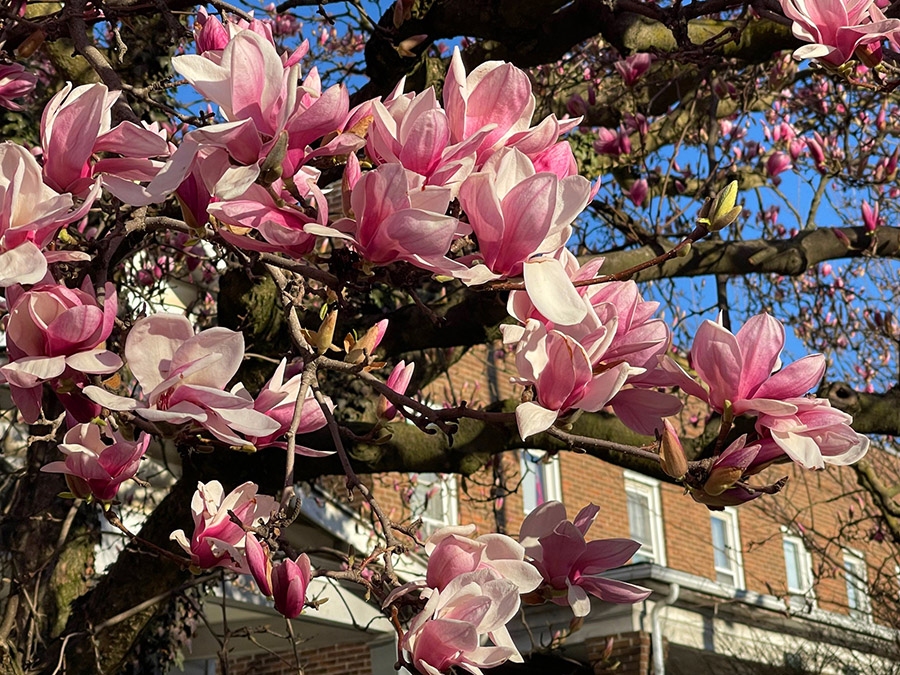 Magnolia blossoms